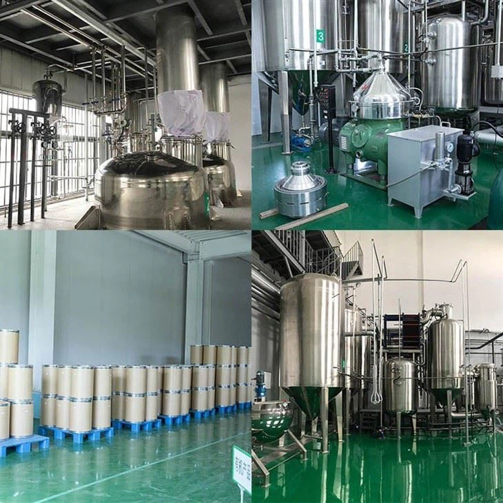 Angelica Dahurica Root Extract factory